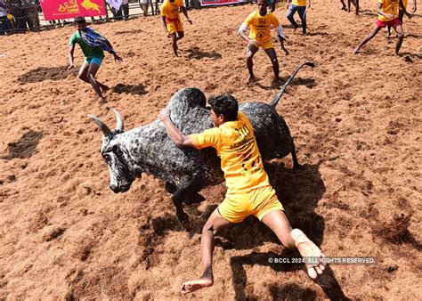 Villagers Try To Tame A Bull During A Traditional Bull Taming Festival