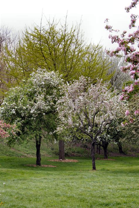 In questa lista di schede di coltivazione scopri le varietà della sezione alberi che fanno fiori rosa. Fiori Degli Alberi In Primavera Fotografia Stock ...