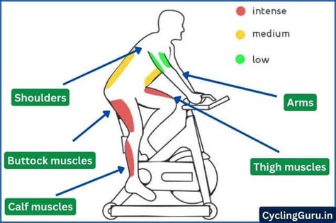 9 Effect Of Cycling On Body Shape Male And Female Explained