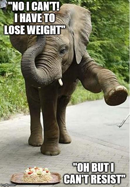 Funny Memes About Elephants 5 King Tumblr
