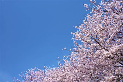 Cherry Blossoms And Blue Sky Photograph By Noriyuki Araki Pixels
