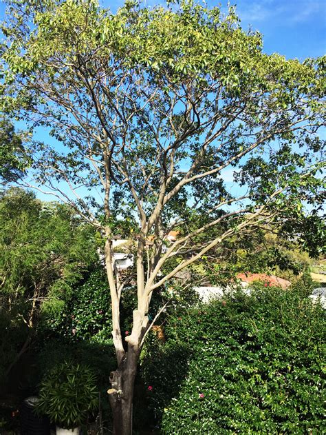 In some areas, sweet chestnut trees are called bread trees. Cape Chestnut pruned - Sydney Tree Co