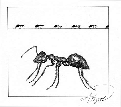 Carpenter Ants Carpenter Ants Life Cycle