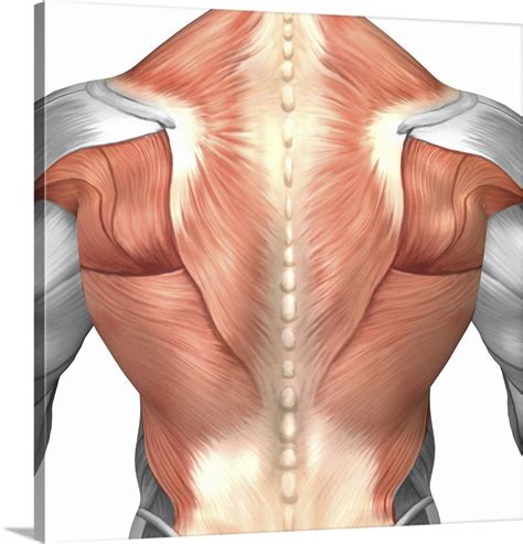 Back Muscles Anatomy Art Amazon Com Canvas On Demand Labeled Anatomy