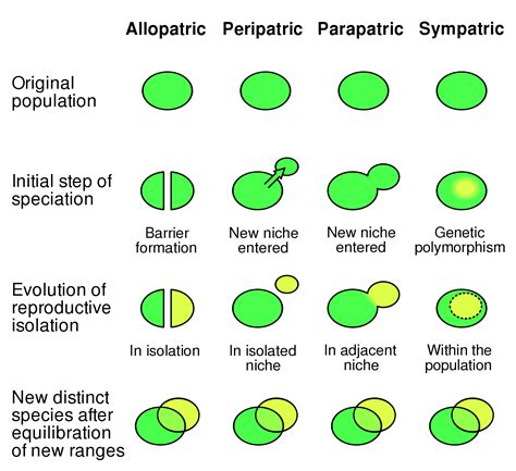 Types Of Speciation Evolution Definitions