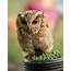Juvenile Fluffy Little Owl  Photorasa Free HD Photos