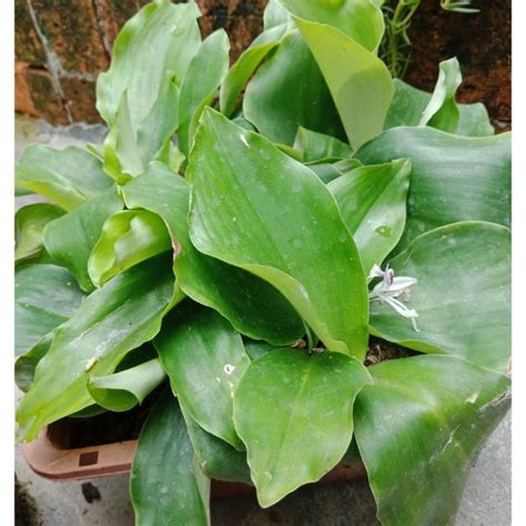 Semua herba semulajadi yang terpilih dengan kualiti yang terbaik dan selamat untuk pengambilan dalaman atau penggunaan luaran. (Ready stock) 1 Anak pokok cekur siap akar (tanaman herba ...