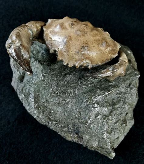 Énorme Crabe De Mer Fossile Coquille Et Pinces Catawiki