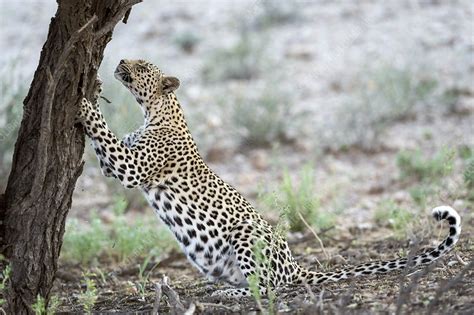 Leopard Marking Territory Stock Image C0486727 Science Photo Library