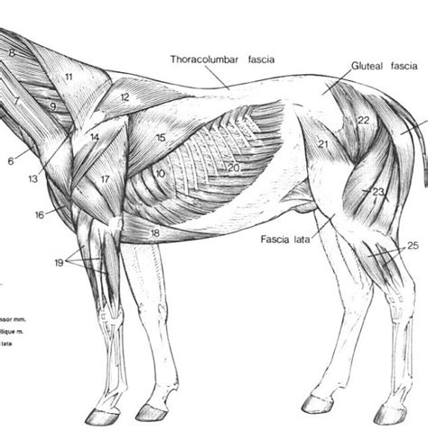 Superficial Muscles Of Horse 7 17 Diagram Quizlet