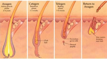 Hair loss is a problem that affects men and women of all ages and ethnicity. Laser Hair Removal - NIMA