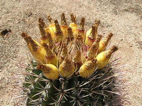 This article will explain how fast cacti grow and how large they get. Can You Really Eat Succulents? - Gardening Heavn