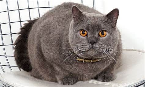 Simak dulu artikel berikut ini. Jual Anak Kucing British Shorthair - 81021+ Nama Untuk ...