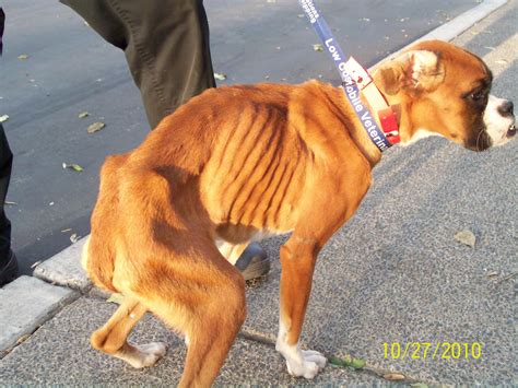 12 Animals Rescued From Severe Neglect | Central California SPCA