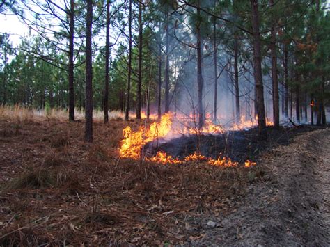 Audubon South Carolina Burning Longleaf Pine Stands