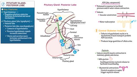 Anatomy And Physiology Pituitary Gland Posterior Lobe Ditki Medical