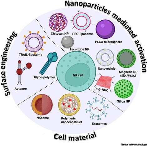 Nanobiomaterials To Modulate Natural Killer Cell Responses For