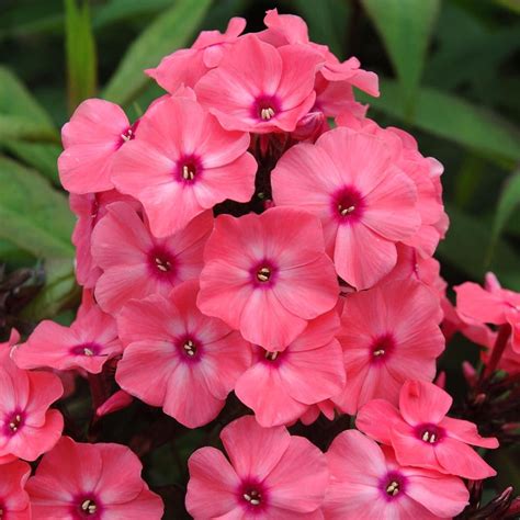 Maybe you would like to learn more about one of these? Phlox Candy Store® Coral Crème Drop | White Flower Farm