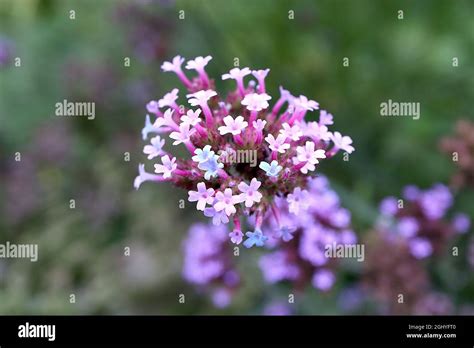 Verbena Bonariensis Purpletop England Hi Res Stock Photography And