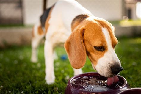 Pros And Cons Drinking Water Options For Pets