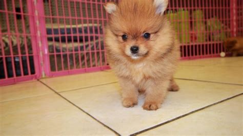 Cute Red Pomeranian Puppies For Sale In Ga At Puppies For Sale Local