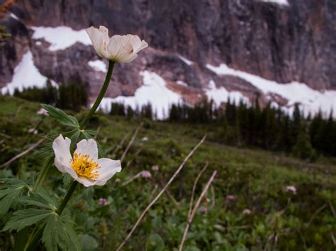 Rocky Mountain Flowers Explore Jasper National Park Alberta Canada