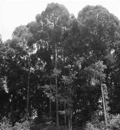 Dryobalanops Aromatica Gaertn Bornean Camphor Tree A Popular Timber