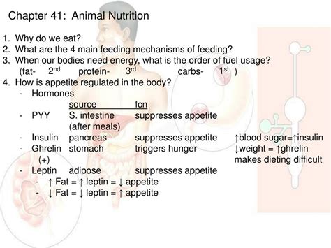 PPT - Chapter 41: Animal Nutrition PowerPoint Presentation, free