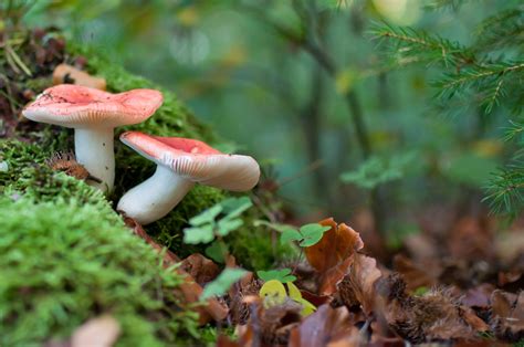 Forest Mushroom Macro Wallpapers Hd Desktop And Mobile Backgrounds