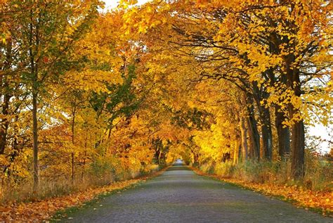 Free Picture Road Wood Landscape Nature Tree Leaf Autumn Forest
