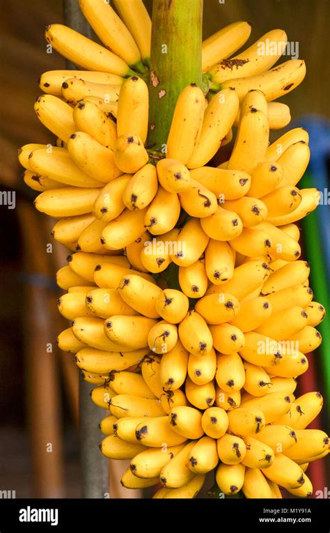 Banana Tree With A Bunch Of Ripe Yellow Bananas Stock Photo Alamy