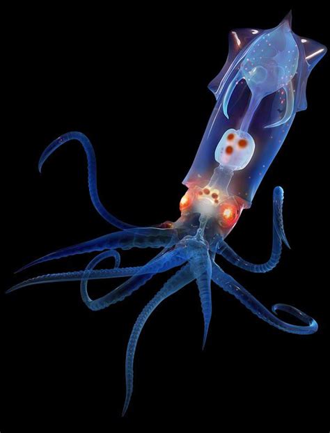Bioluminescent Squid Model On Behance Nature Animals Animals Under