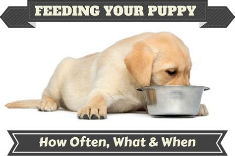 At this point, you should feed your dog about 4 times per day to space it out. How Much to Feed a Lab Puppy? [Full Labrador Food Chart ...
