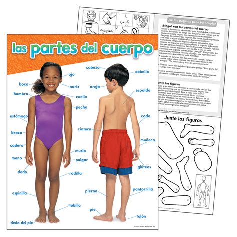 Spanish Parts Of The Body Chart School House Gb
