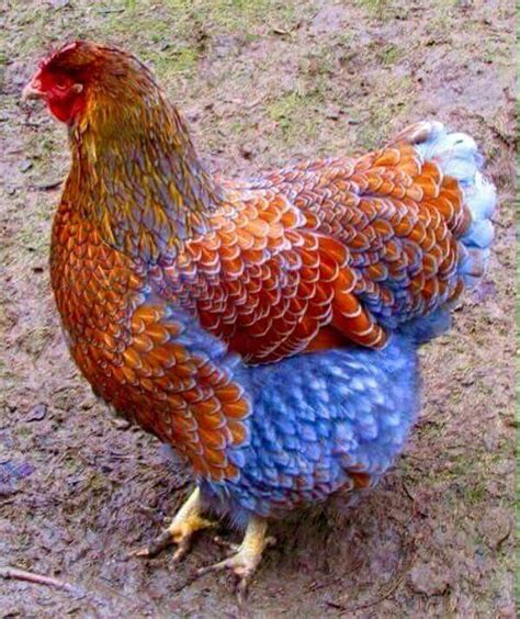 Blue Laced Wyandotte Chickens Backyard Beautiful Chickens Fancy