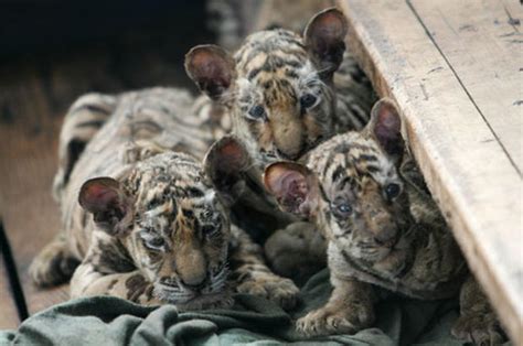 Cuddly Cubs Photo 1 Pictures Cbs News