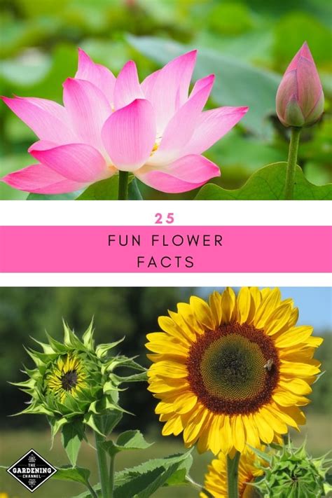 25 Fun Facts About Flowers Gardening Channel