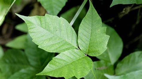 8 Best Ways To Kill And Get Rid Of Poison Ivy