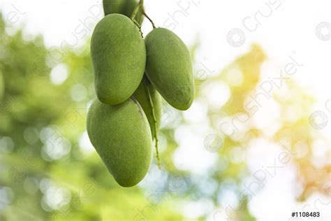 Fresh Green Mango Fruit Hanging On Mango Tree In The Stock Photo