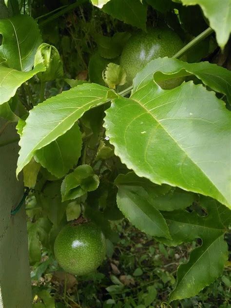 Septoria leaf spot on passion fruit. MARKISA - passion fruit. | Plant leaves, Plants, Fruit