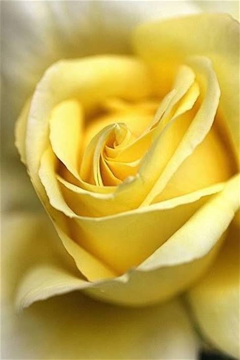 See more ideas about flowers, beautiful flowers, pretty flowers. Yellow Rose - the most beautiful flower in the world ...