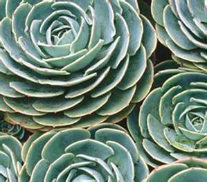The best full sun succulents are ones that can retain water for long periods and thrive in brighter and drier conditions. Ground Cover Solutions
