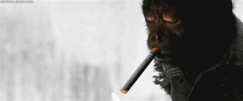 Smoking Monkey What Is Odd H Words Words To Describe Rofl Surrender