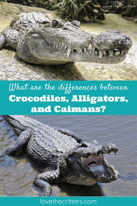 Crocodiles Alligators And Caimans All Look Very Similar Here Are