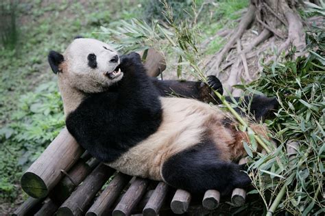 Wallpaper Collections Giant Panda Wallpapers