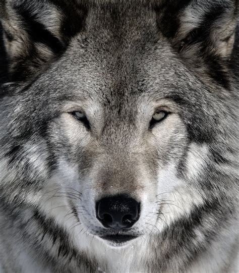 Gray Wolf Stock Photo Image Of Mammal Carnivore Predator 10046924