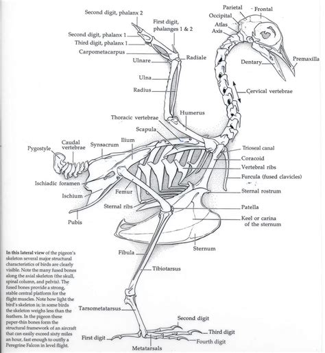 Eagle Avian Skeleton | Dinosaure, Anatomie