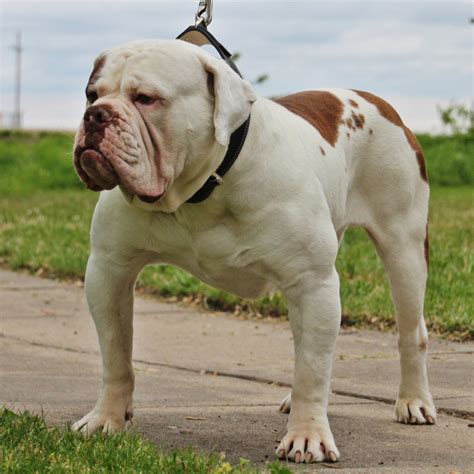 Register today to share photos, stories, advice, get help and access member only features and forums. Static - Evolution Olde English Bulldogges