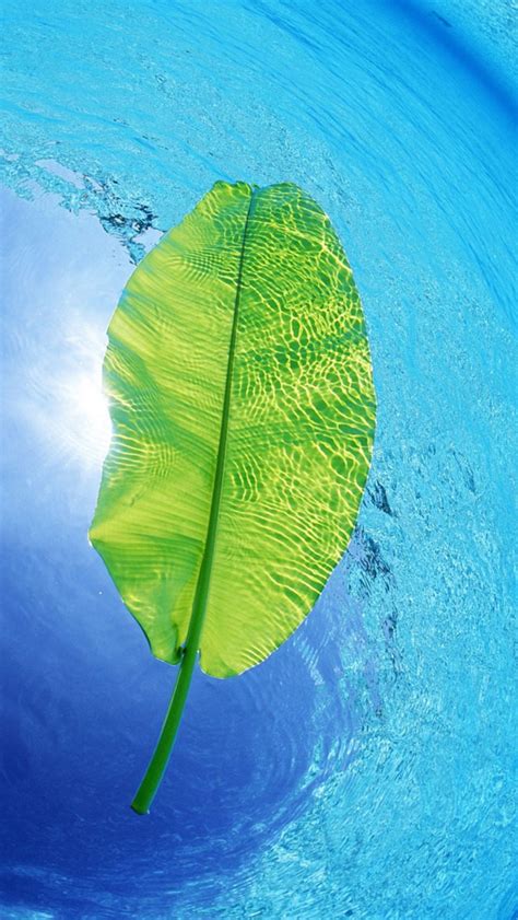 Blue Waters Green Leaf Iphone Wallpapers Free Download