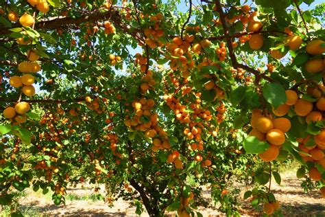 Not only for their aesthetic appeal, but also for what they produce. DIÁRIO COM A NATUREZA: 24 DE JUNHO - DAMASQUEIRO - DAMASCO ...